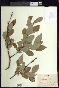 Salix tweedyi image