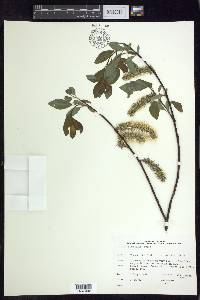 Salix planifolia image