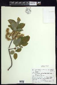 Salix pyrifolia image