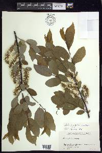 Salix pyrifolia image