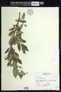 Salix serissima image