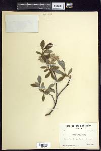 Salix planifolia image