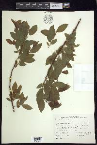 Salix pyrifolia image