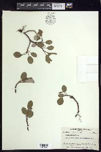 Salix reticulata image