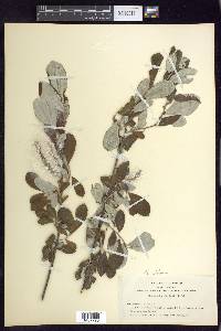 Salix sitchensis image