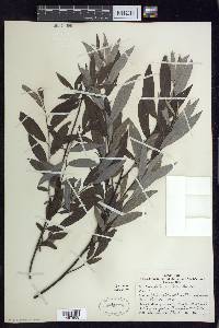 Salix sericea image