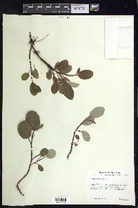 Salix reticulata image