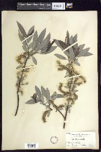 Salix sericea image