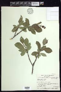 Salix richardsonii image