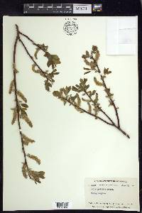 Salix pyrifolia image