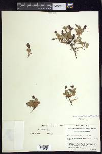 Salix rotundifolia image