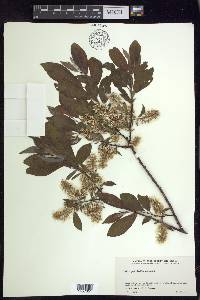 Salix pyrifolia image