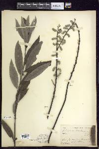 Salix sericea image