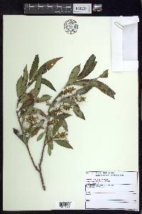 Salix serissima image