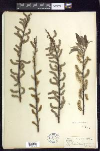 Salix sericea image