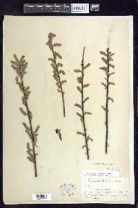 Salix sericea image