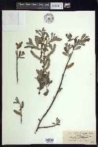 Salix sitchensis image