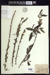 Salix sericea image