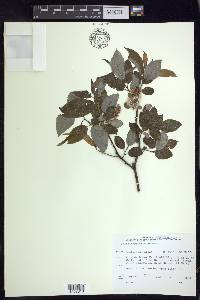 Salix pyrifolia image