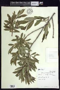 Salix serissima image