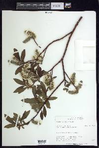 Salix planifolia image