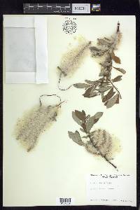 Salix sitchensis image