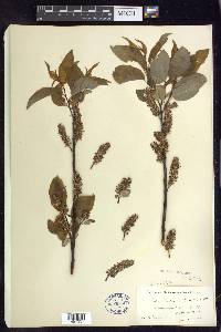 Salix pyrifolia image