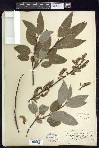 Salix pyrifolia image