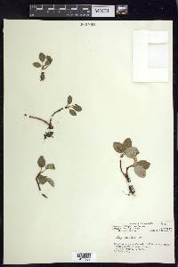 Salix reticulata image