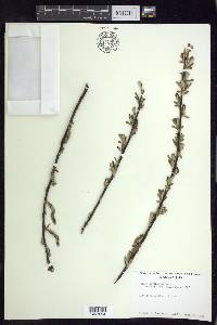 Salix sitchensis image