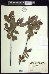 Salix pyrifolia image