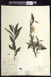 Salix sericea image