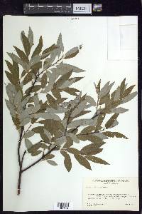 Salix planifolia image