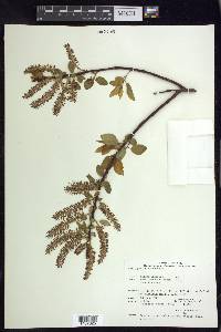 Salix pyrifolia image