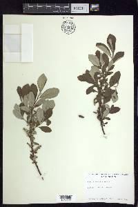 Salix sitchensis image