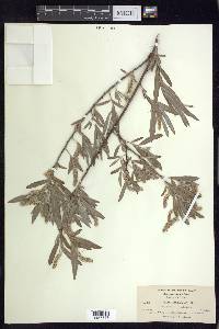 Salix sessilifolia image