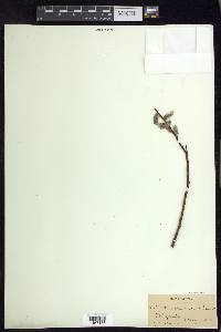 Salix prolixa image