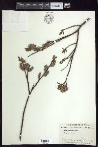 Salix planifolia image