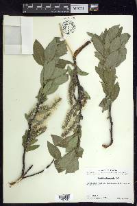 Salix richardsonii image