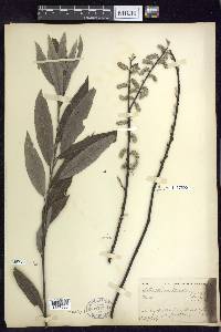 Salix sericea image