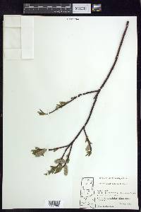 Salix planifolia image