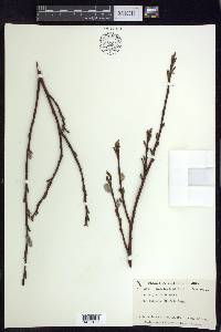 Salix planifolia image