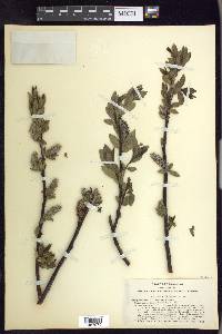 Salix boothii image