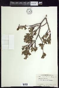 Salix planifolia image