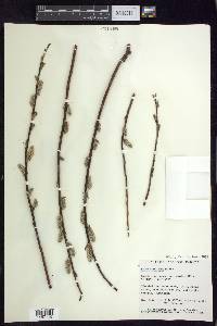 Salix planifolia image