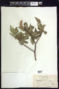 Salix richardsonii image