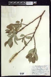 Salix richardsonii image