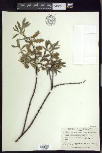 Salix boothii image