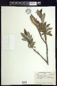 Salix richardsonii image