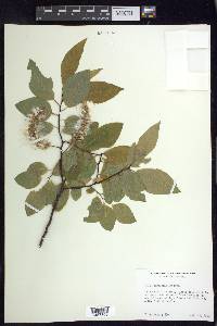 Salix pyrifolia image